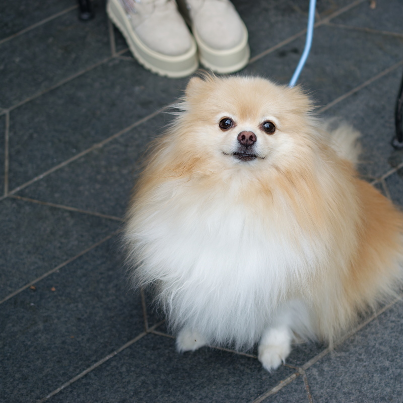 3 - A Pomeranian, a toy dog breed known for its thick double coat and fox-like face